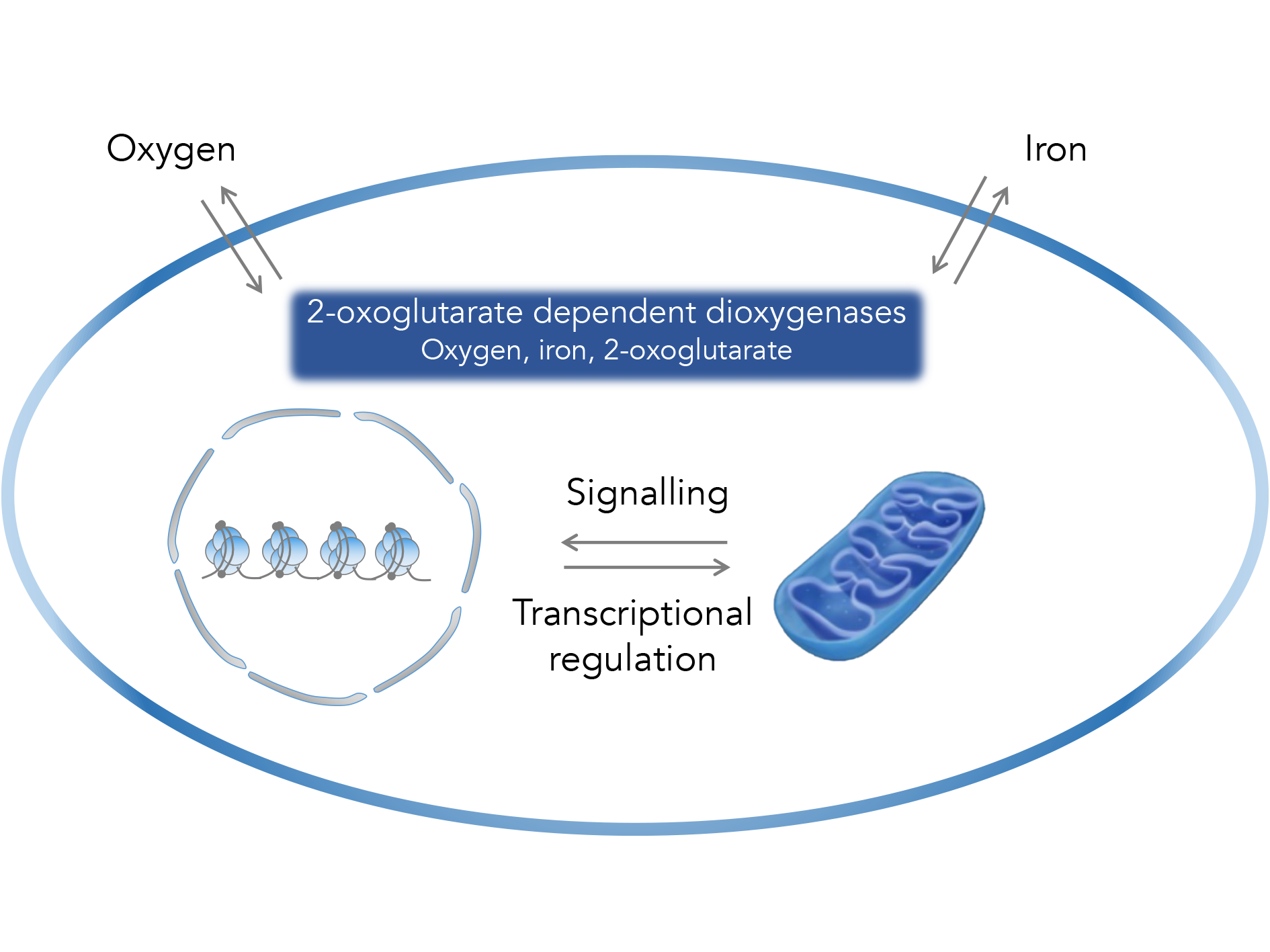 Intracellular iron and the links with oxygen sensing