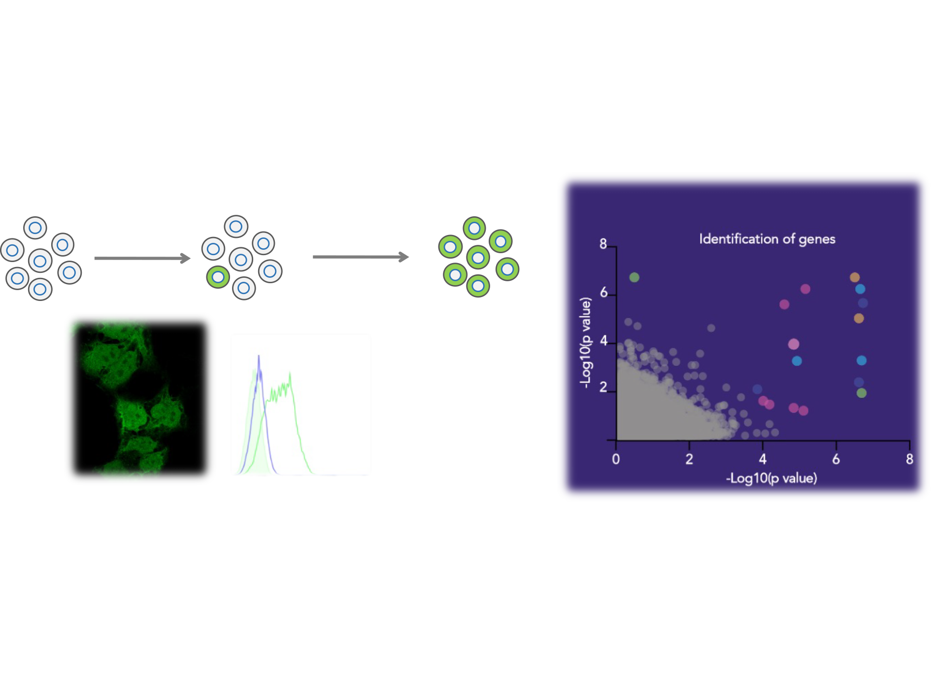 The interplay between metabolism and the HIF pathway